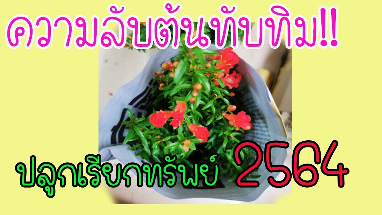 ปลูก ต้น ทับทิม ทิศ ไหน ดี  New  เสริมดวงชะตา!!ความลับทับทิม 2564 ไม้มงคล ปลูกทิศไหนเสริมดวงชะตาทางการเงิน