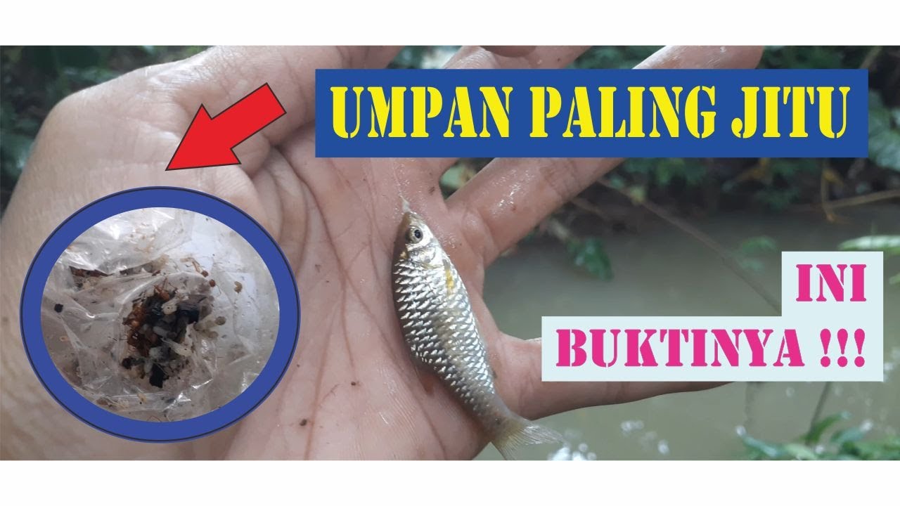 Umpan jitu mancing wader / lunjar / kakul