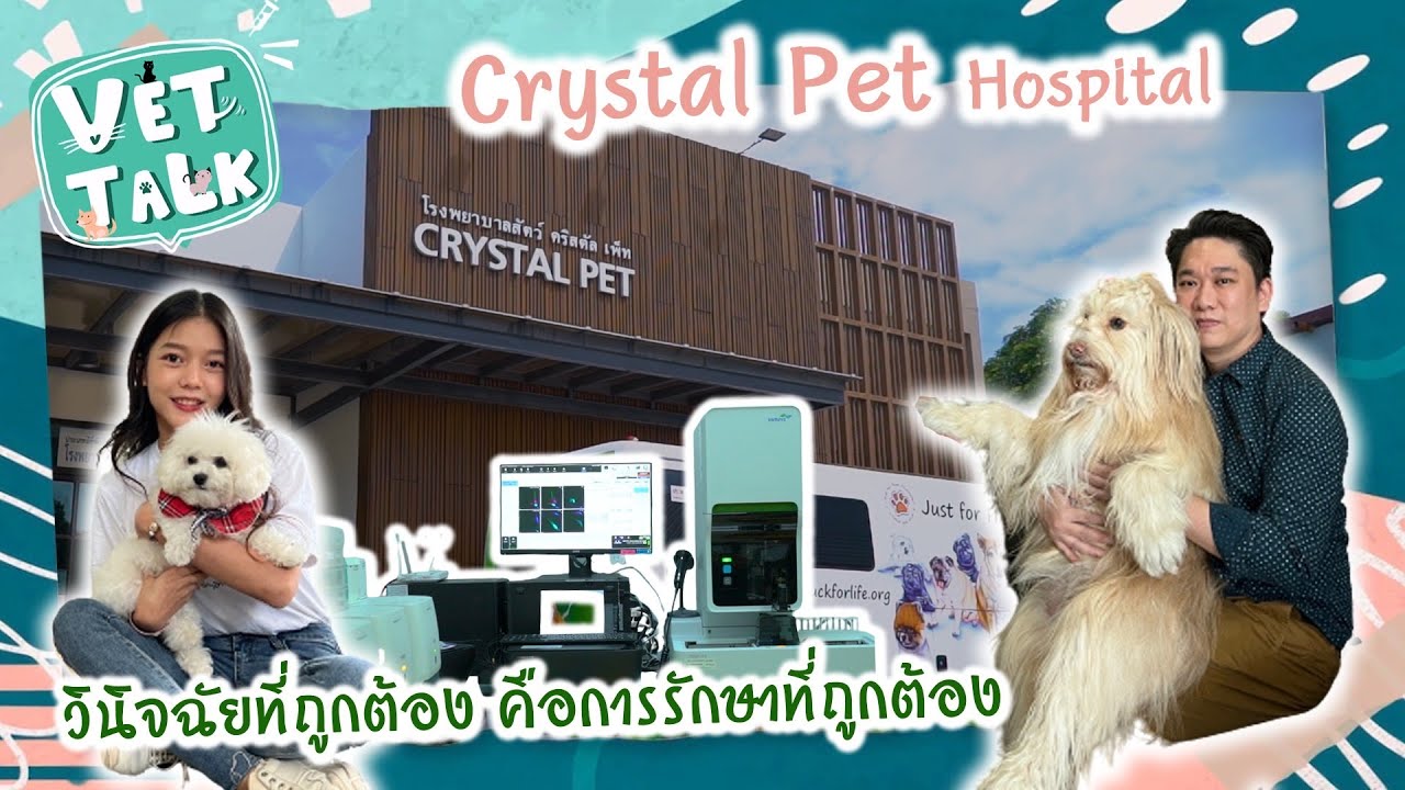 EP.8 Crystal Pet Hospital วินิจฉัยที่ถูกต้อง คือการรักษาที่ถูกต้อง