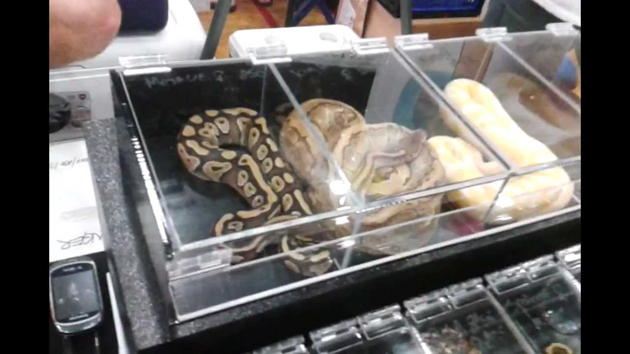 video phone beyonce mp3 White Plains NY Reptile Expo 7/8/12 *1/2