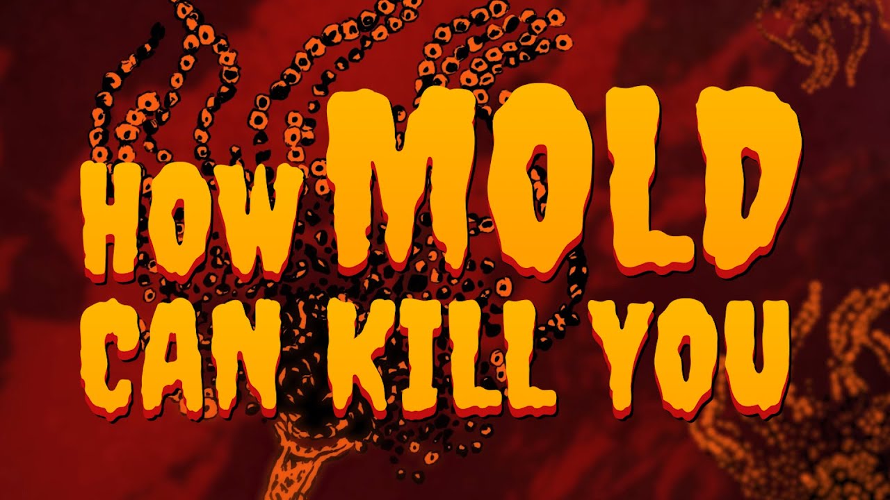 How Mold Can Kill You True Horror Gizmodo YouTube How mold can kill you true horror gizmodo youtube