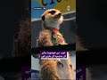 Chengdu Pet Expo 2026 | 5,000+ Pet Brands, Grooming & Care Experts - Aaj News