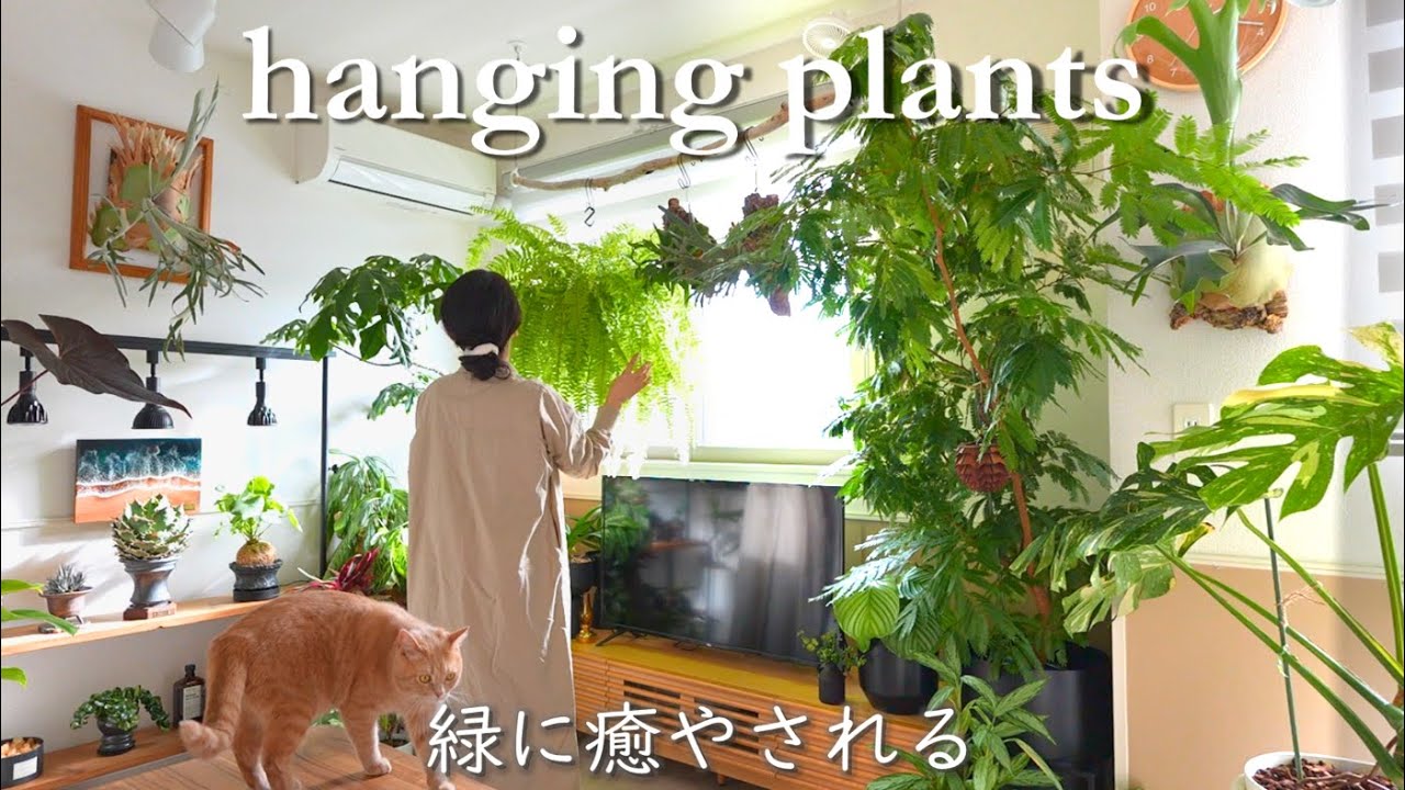 我が家のハンギングプランツ８種を紹介/ 特徴と育て方/ インテリアグリーン
