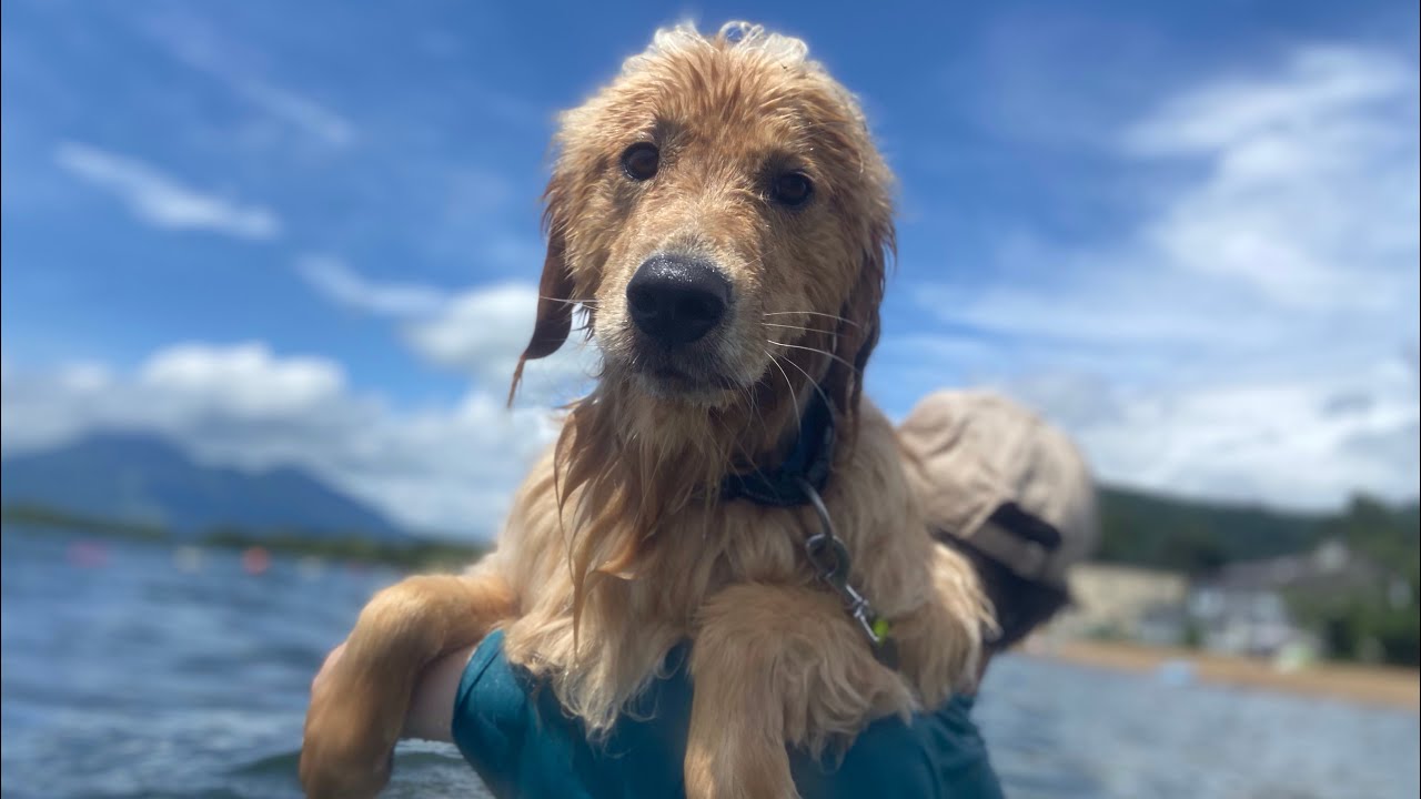 湖水浴行ったら楽しすぎたのか過去一の帰宅拒否しだして可愛すぎた