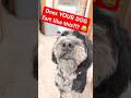 Does YOUR DOG Fart Like This Dogshorts Dogs Pets Dog Funny