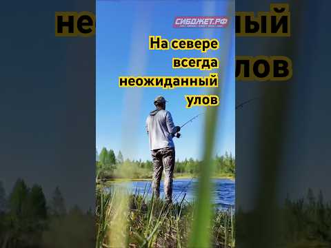 На севере рыба может клюнуть любая, всегда неожиданно