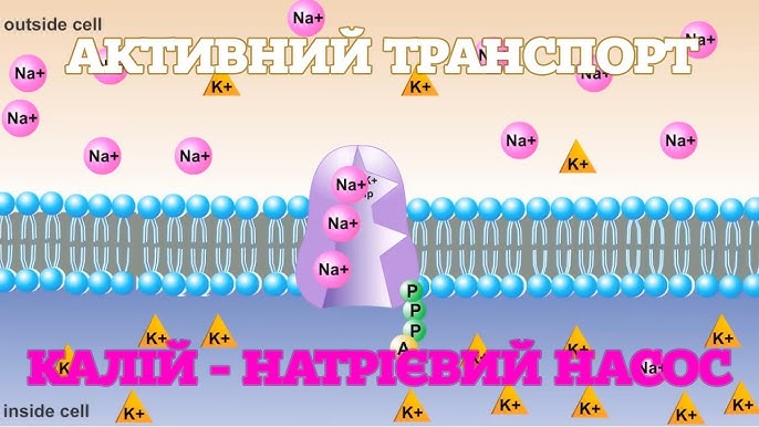 Работа натриево калиевого насоса. Работа натриево калиевого насоса