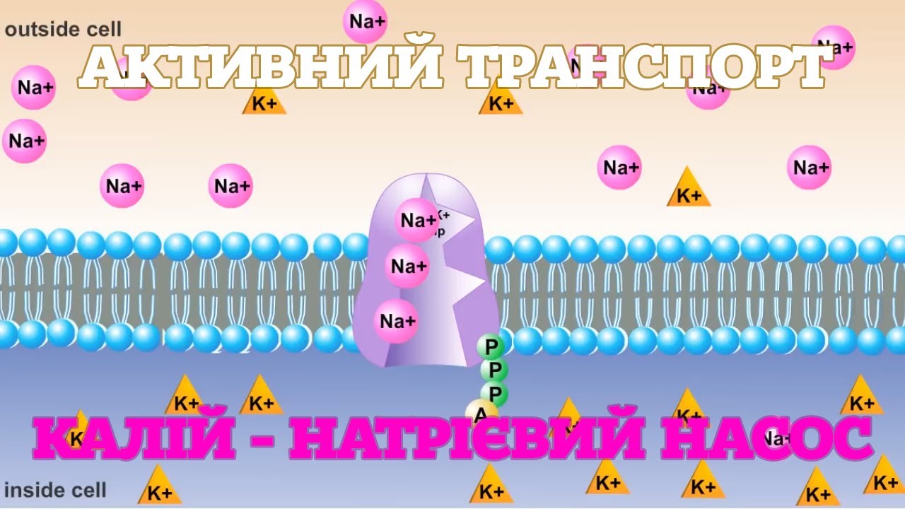 Активний транспорт. Калій-натрієвий насос. [RicochetScience]
