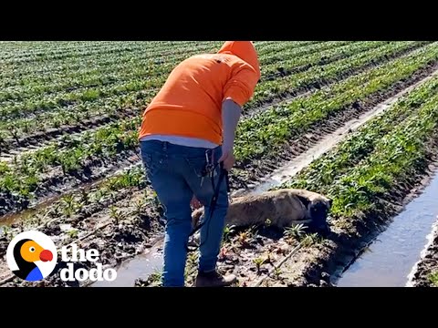 Video: Denna räddningshund och hennes drömbåt är det finaste duoen på vin