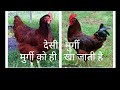 मुर्गी ने मुर्गी को खाया ।। Murgi kya kya khati he ।। low cost feed।।desi poultry free range farming