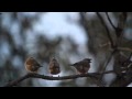 Black-throated Finch and Northern Quoll