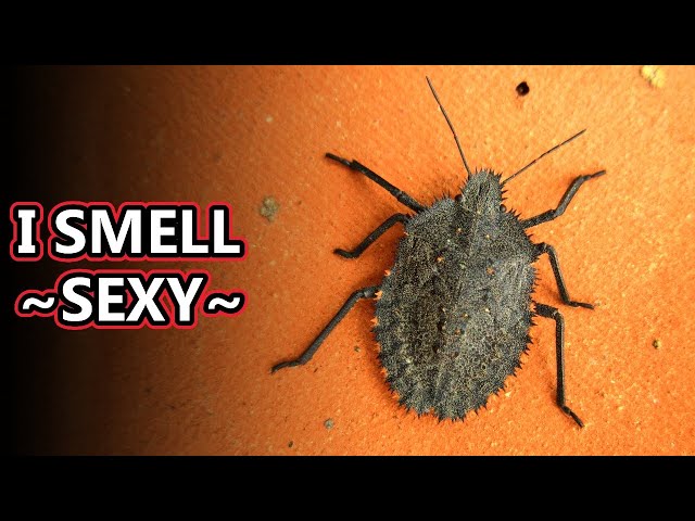 Stink Bug Facts: the STINK is APPEALING 😖