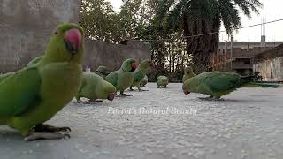 Bhaag Parrot Bhaagh | #Day 73 | #Parrots​​ Life | #Parrot​​'s Natural Beauty | ❤❤