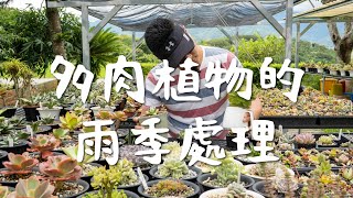 田中先生多肉植物｜EP6｜多肉植物的雨季處理