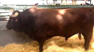 Feria del ganado de Zafra 2 Extremadura