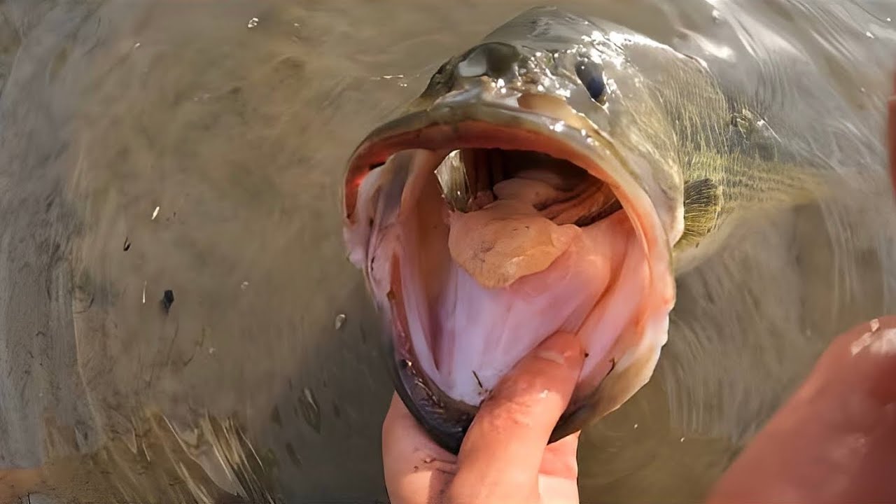 We Found a DREAM Bass Fishing Spot (BIG BASS CAUGHT)