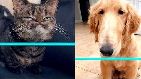 Unexpected Time Warp Scan Animals | Cute and Funniest Pets