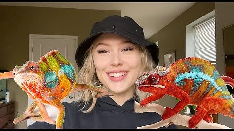 DIY Custom Chameleon Enclosure