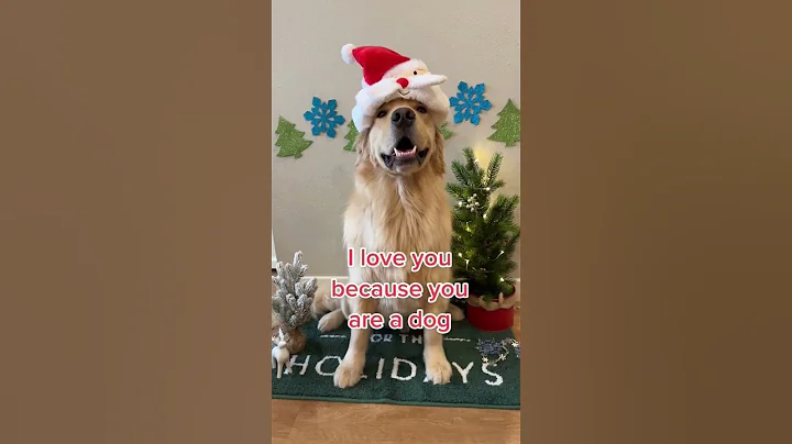 The best Christmas dog #goldenretriever #shorts #pets