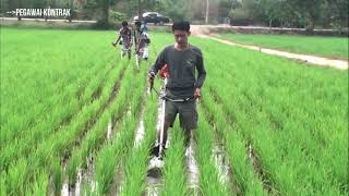 JUAL ALAT MATUN PADI PENYIANG RUMPUT SAWAH MODIFIKASI MESIN PEMOTONG RUMPUT