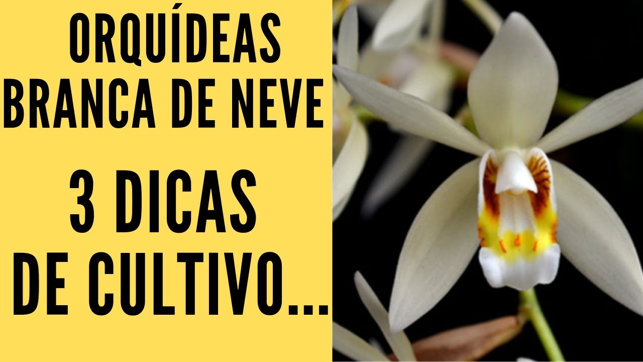 Orquidea Branca de Neve Como Cuidar Em APENAS 3 Passos - thptnganamst.edu.vn