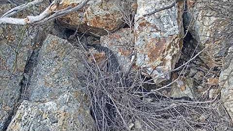 Rattlesnake Encounters Gopher Snake