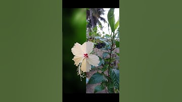 Photoshop background change editing V-82 🔥😱😱#shorts #photoshop #backgroundchange #viral