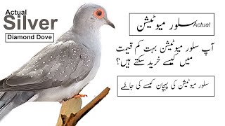 How to Identify Actual Silver Diamond Dove in Other Combinations ( URDU  language )