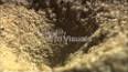 The Fascinating World of Antlion Larvae ile ilgili video