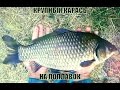 секреты рыбалки мега крупный карась на поплавок _ fishing secrets mega big carp on the float