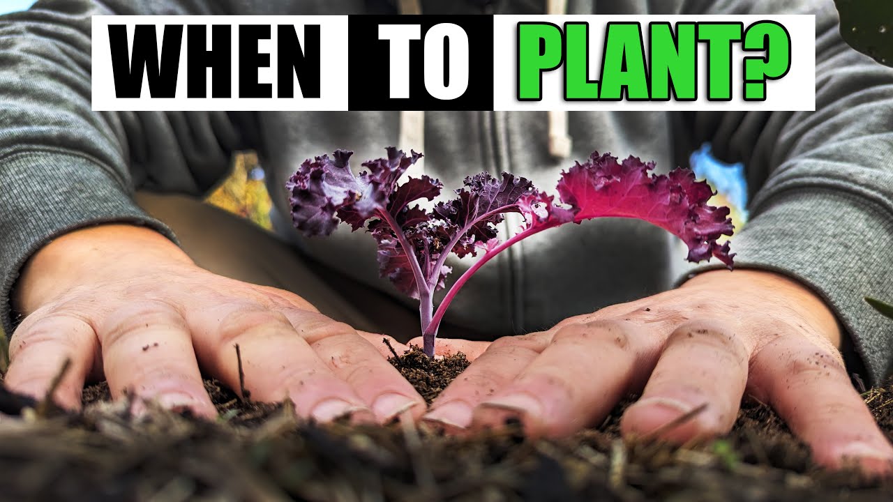 When To Plant Kale Garden Quickie Episode 177 YouTube
