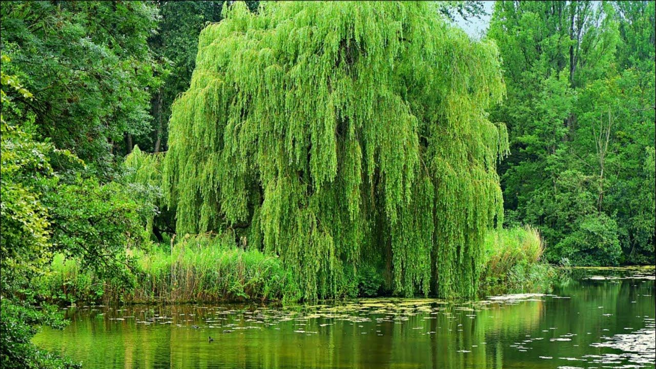 Ивушка плакучая дерево. Большая ивушка. Большая ивушка. Ива вавилонская урал. Ивы ивы ивушки тополя зелёные.