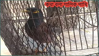 কথা বলা শালিক পাখি l শালিক l পোষা পাখি l Talking Salik Bird l Salik l Pakhi l Pets #shwapno_vlog