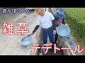 石垣の雑草、夫婦でテデトール　田んぼ・2020