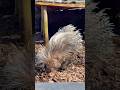 #ハリネズミ #富士山 #サファリパーク #動物園 #オリックス