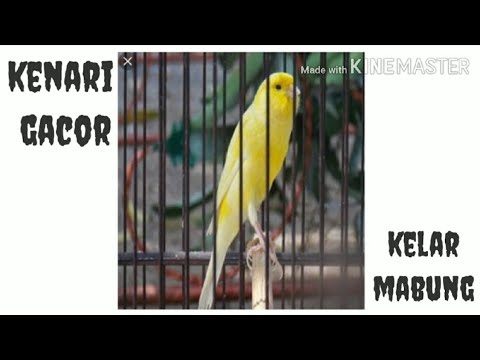  Burung kenari gacor  YouTube