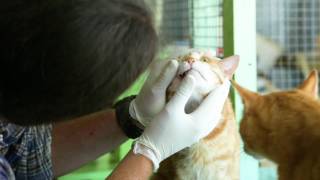 11 Happypaws Kittenhouse 30S V1 3