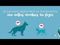 Les puces et tiques chez le chien et si on en parlait 