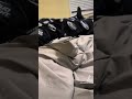 Silly Burmese Python Tries To Hide 🙈