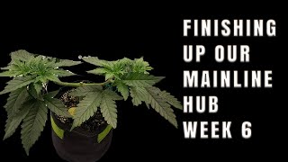 Growing with You | Week 6 | Mainline Tutorial Part 3