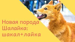 Шалайка. Новая порода собак Шалайка. Новая порода собак