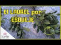 Cómo Reproducir el Laurel por Esquejes 🌳