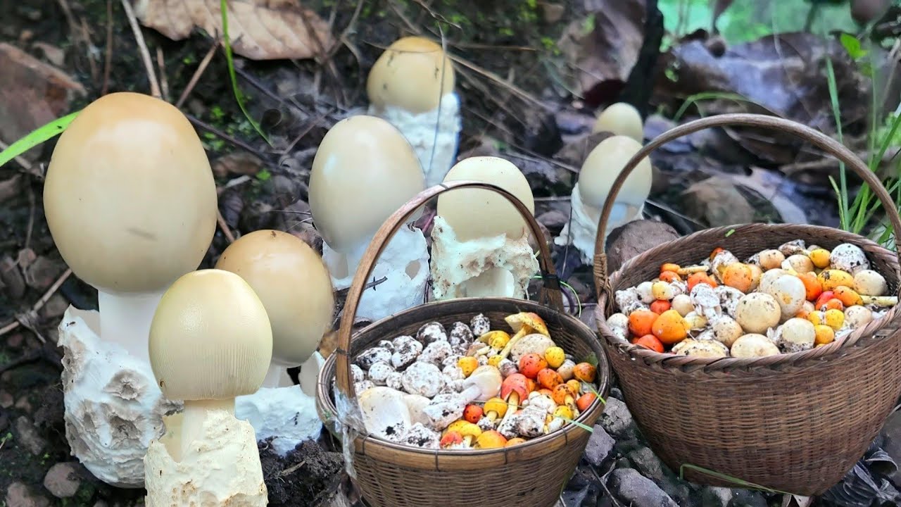 อลังการสุดๆวันนี้เก็บเห็ดระโงกได้เยอะมากๆดอกใหญ่งามๆหมานจนล้นตะกร้า