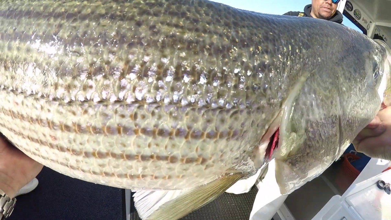 Rockfish Charters, Brooklyn NY , Spring 2019 Stripers YouTube