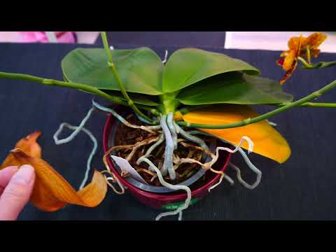 Video: Skal jeg kutte av gulnende orkideblader?