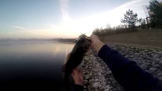 Insane Topwater Bass Fishing