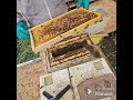 It's my first Honeybee swarm of the season! 20/4/24