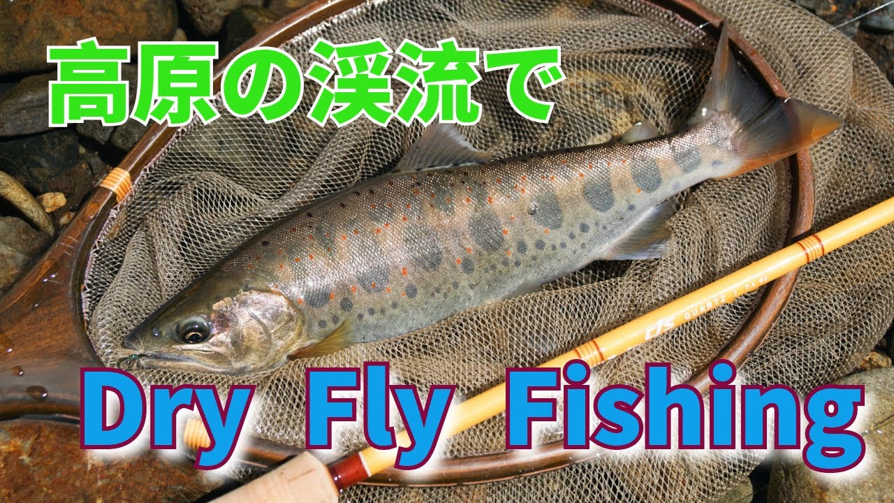 Dry Fly] One day at the end of summer, in a mountain stream
