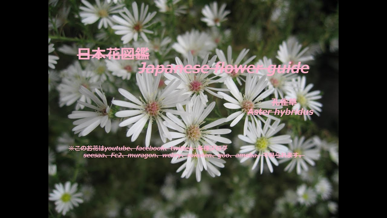 白い孔雀のように Like A White Peacock 孔雀草 くじゃくそう Aster Hybridus 季節の花 日本花図鑑 Japanese Flower Guide Youtube