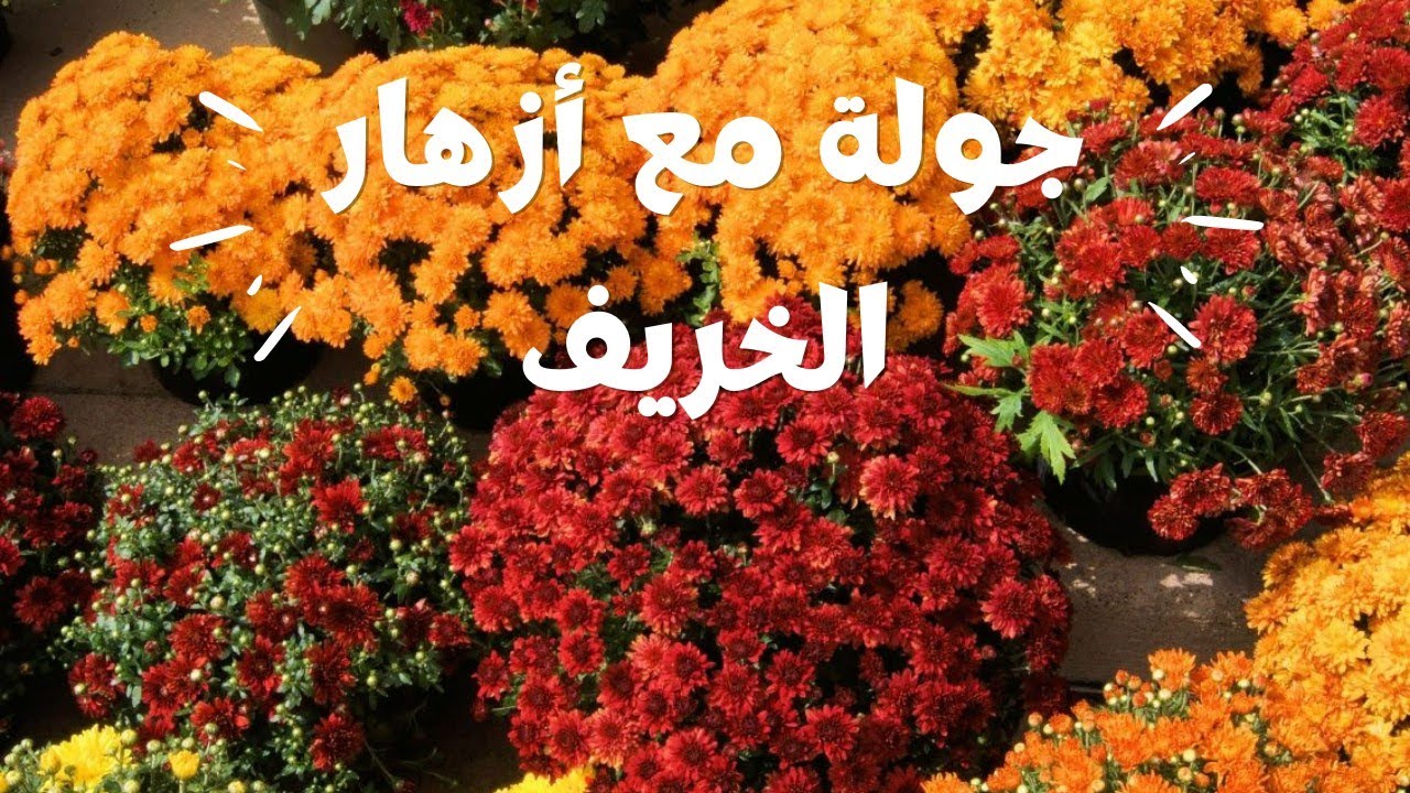 جولة في محلات بيع النباتات